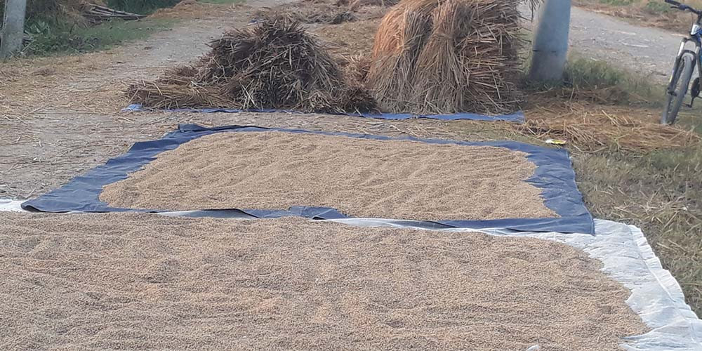 वर्षाका कारण सात अर्बको धानबाली नष्ट